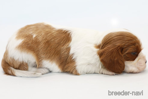 成約済の神奈川県のキャバリアキングチャールズスパニエル-248615の11枚目